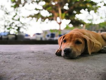 Close-up of dog resting