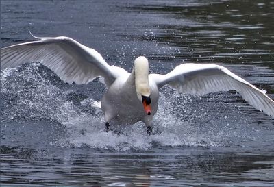 Swan flapping wings on lake