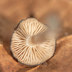 Close-up of mushrooms growing outdoors