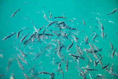 Fish swimming in sea