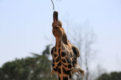 Close-up of a reptile against the sky