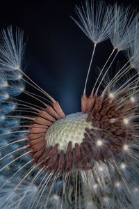 Close-up of dandelion flower