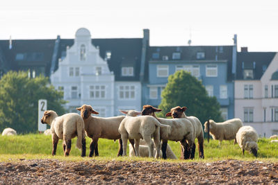 Sheep grazing on landscape