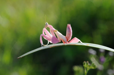 Close-up of pink flowers blooming outdoors