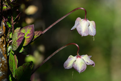 Close-up of flowering plant