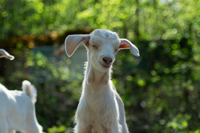 Close-up of a goat