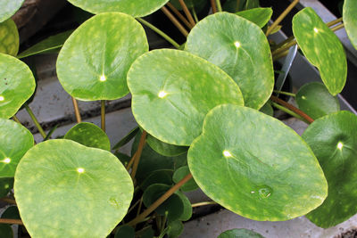 High angle view of water lily on leaves