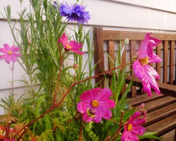 Close-up of pink flowers