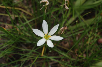 Close-up of white flowers blooming outdoors