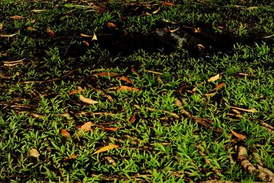 High angle view of leaves on field