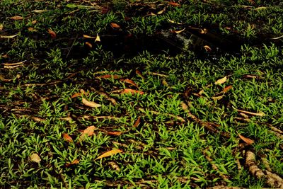 High angle view of leaves on field