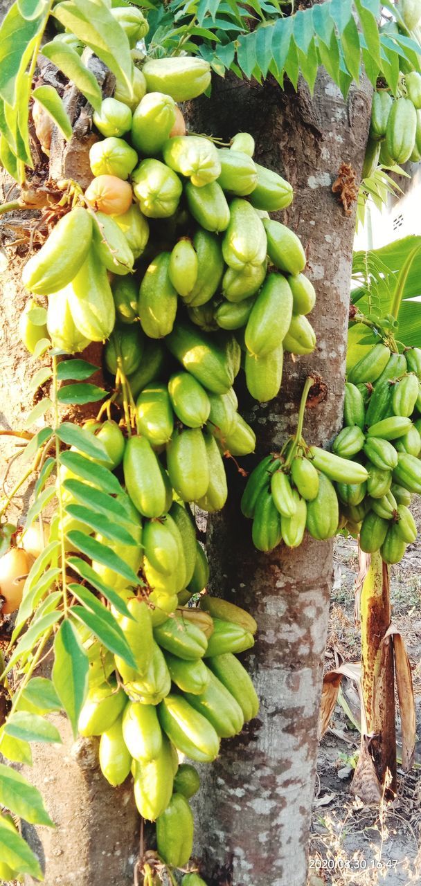 food and drink, food, healthy eating, green, growth, fruit, plant, freshness, nature, wellbeing, day, no people, leaf, tree, plant part, bunch, produce, agriculture, outdoors, cooking plantain, banana, beauty in nature, land, unripe, field, flower