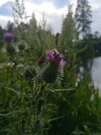 Close-up of pink thistle flowers on field