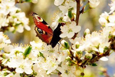 Close-up of butterfly pollinating on flower