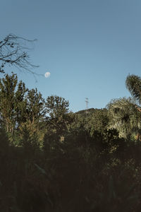 Low angle view of trees against clear blue sky