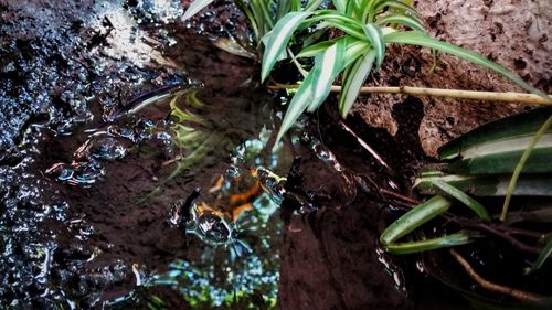 High angle view of leaf floating on water