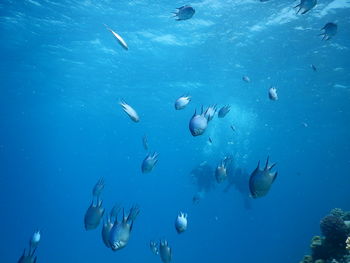 Flock of fish swimming in sea