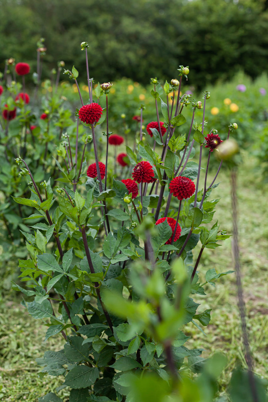 CLOSE-UP OF RED FLOWERING PLANT