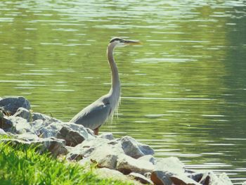 High angle view of gray heron perching on lake