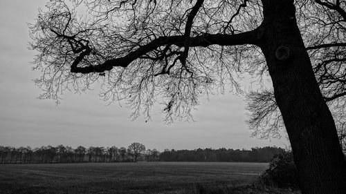 Bare tree on field against sky