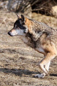 Side view of wolf walking on field