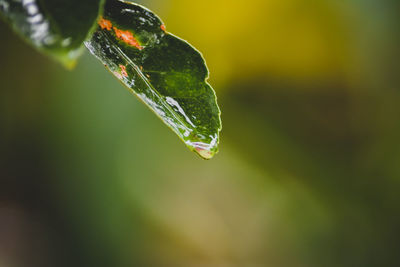 Close-up of raindrops on leaf