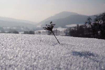 Close-up of insect on snow