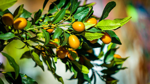 Close-up of fruits on tree