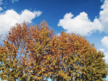 Low angle view of autumn tree against sky