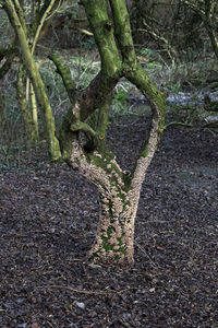 Trees growing in forest