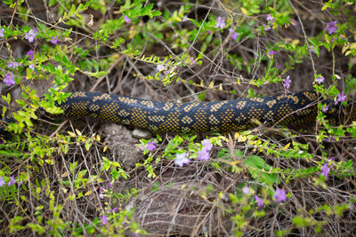 View of a reptile in a forest