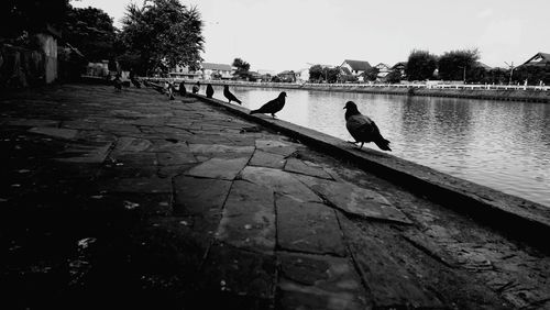 Birds perching on a lake