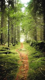 Footpath amidst trees in forest