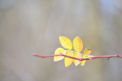 Close-up of yellow flowering plant