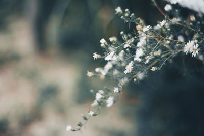 Close-up of flowering plant on tree