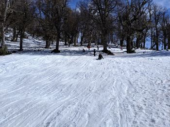 Trees on snow covered field