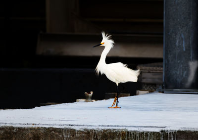 White bird flying over snow