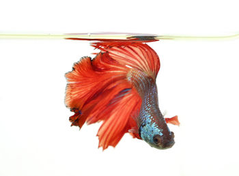 Close-up of red feather over white background