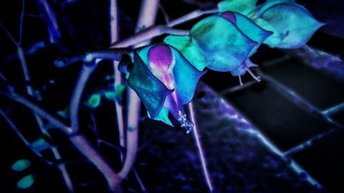 Close-up of insect on leaf