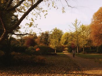 Trees in park during autumn