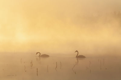 Whooper swan couple swimming in early morning mist