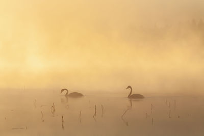 Birds in a water