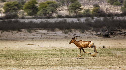 Horse standing on field