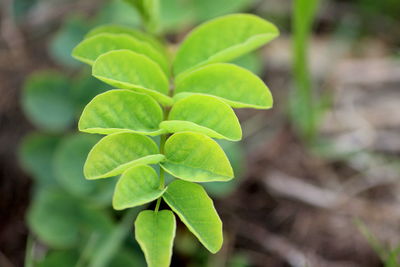 Close-up of plant growing on field