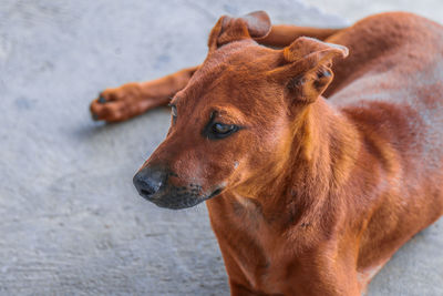 Close-up of dog looking away