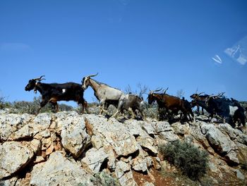 Herd of sheep on rock against clear blue sky