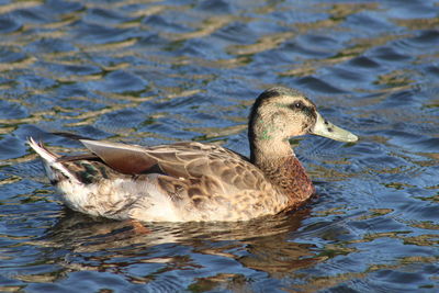 Side view of a duck in lake