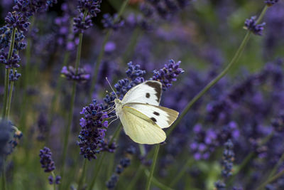 Butterfly on plant