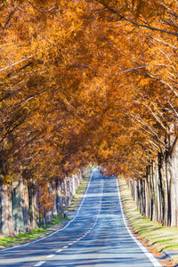 Autumn leaves of metasequoia trees in shiga prefecture