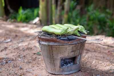 Close-up of fresh vegetables on field